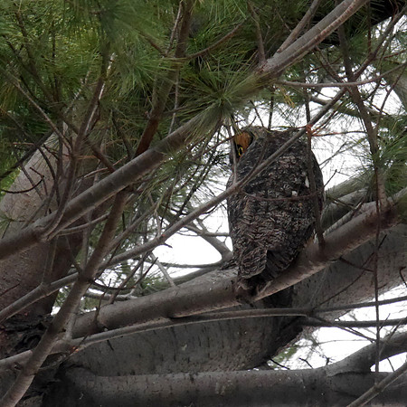 Long-Eared Owl, Central Park