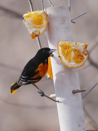 Baltimore Oriole, Central Park