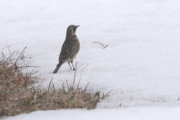 Horned Lark, Randall's Island