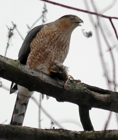 Cooper's Hawk eating a sparrow