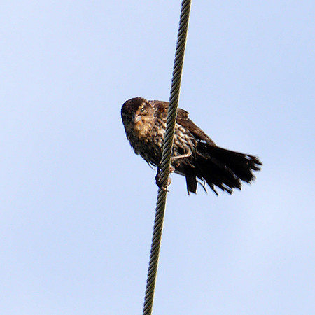 Red-Winged Blackbird, Prattsville NY