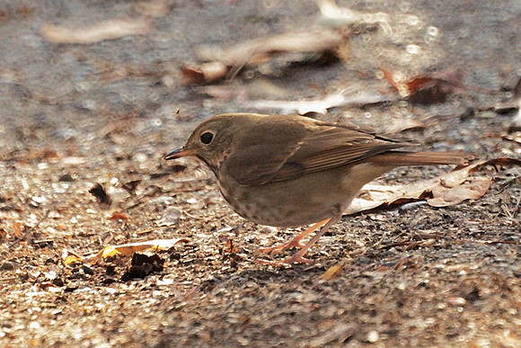 Hermit Thrush, Central Park
