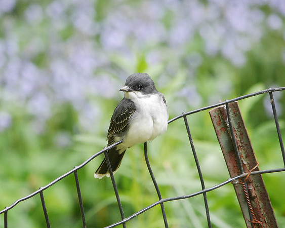 Eastern Kingbird, Central Park