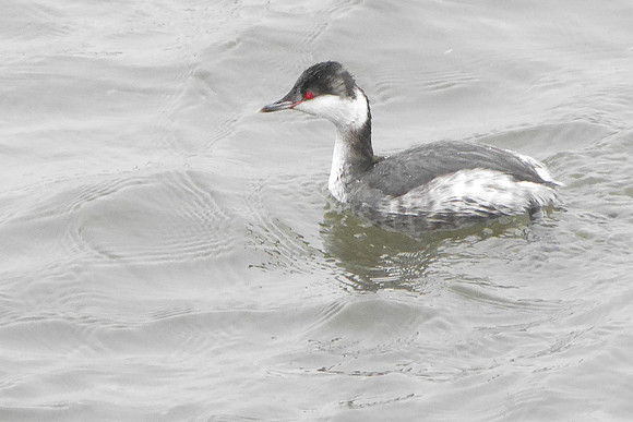 Horned Grebe, Randall's Island