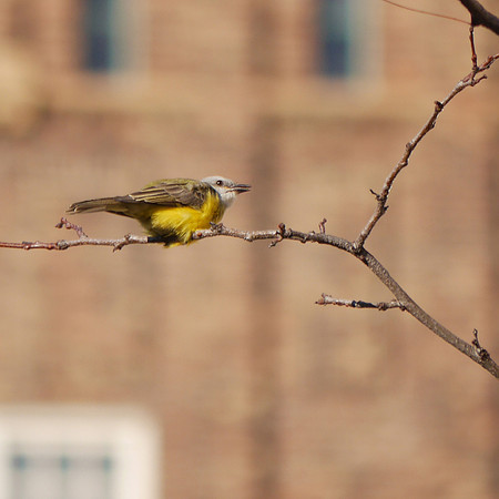 Couch's Kingbird, Abingdon Square