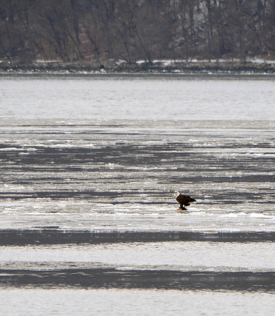 Bald Eagle, Hudson River at Dyckman Street