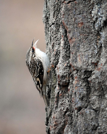 Brown Creeper, Central Park (Evodia)
