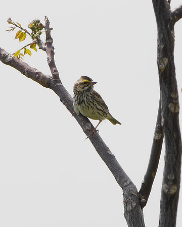 Savannah Sparrow, Randall's Island