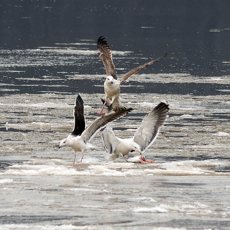 Great Black-Backed Gulls squabbling over a fish head, Hudson River at Dyckman Street