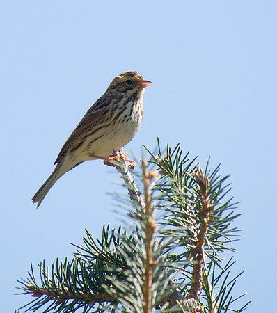 Savannah Sparrow, Frelinghausen Arboretum