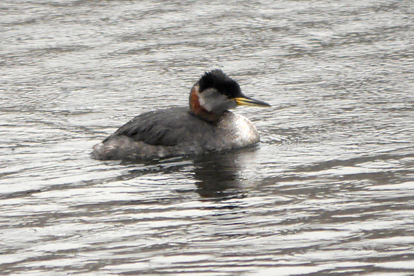 Red-Necked Grebe, Central Park Reservoir
