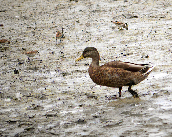 Duck and Least Sandpipers, Spuyten Duyvil Creek