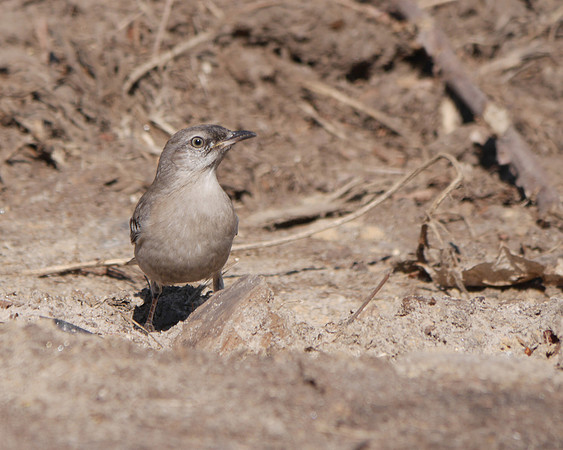 Northern Mockingbird, Central Park