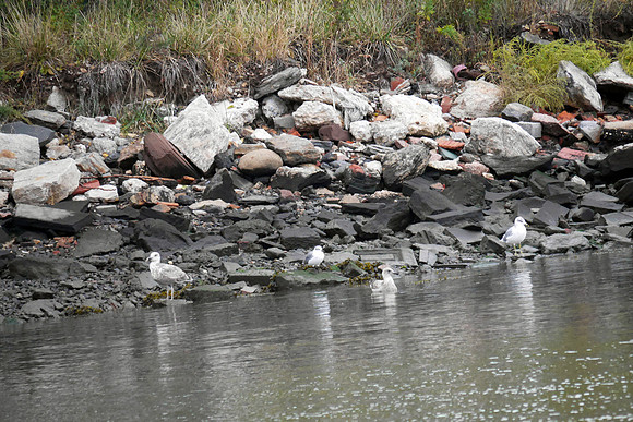 Laughing Gull, Randall's Island