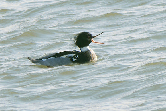 Red-Breasted Merganser, Randall's Island