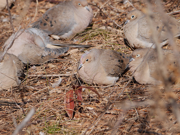 Mourning Doves, Hudson River Park