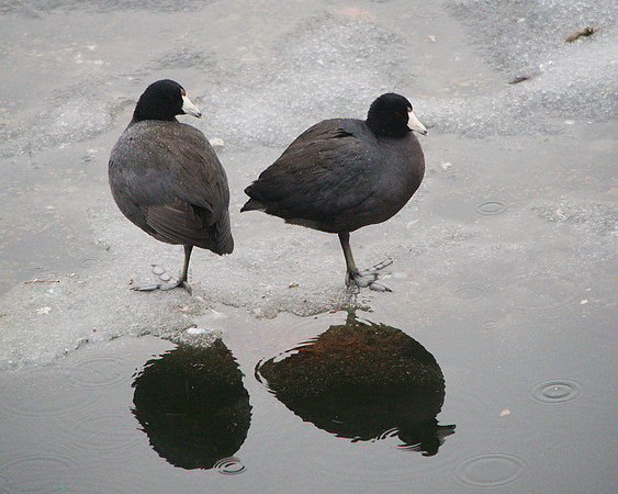 Coots at dusk, Central Park Reservoir
