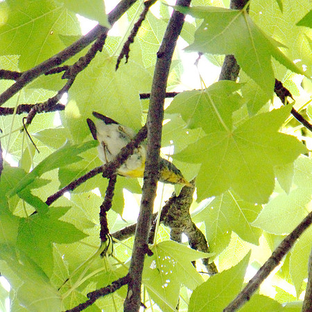 Northern Parula warbler, without tail, Central Park