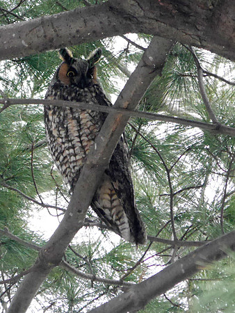 Long-Eared Owl, Central Park