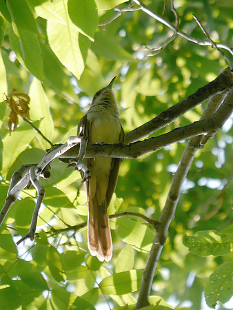 Great Crested Flycatcher, Central Park