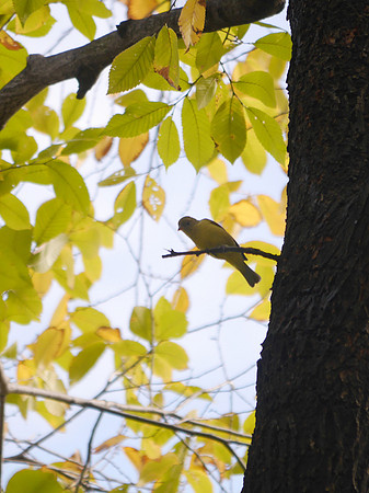 Western Tanager, City Hall Park