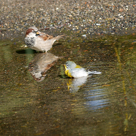 Bathing Northern Parula warbler and House Sparrow
