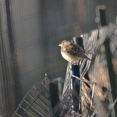 Dickcissel, Central Park