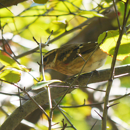 Rose-Breasted Grosbeak,  Central Park