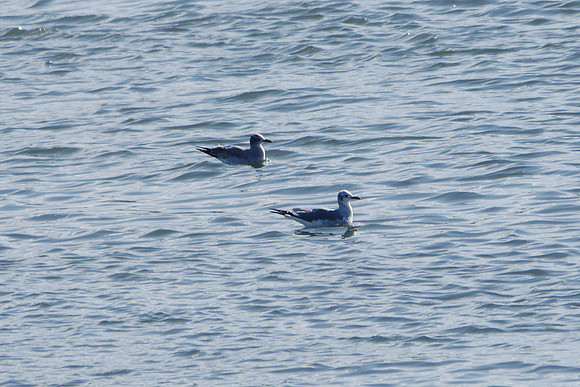 Laughing Gulls, Randall's Island