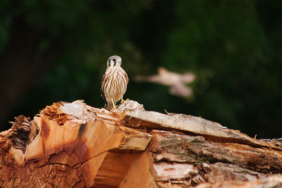 Juvenile American Kestrel, Central Park