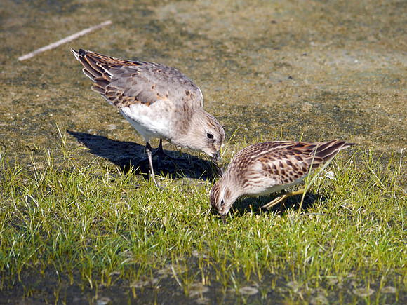 Dunlin and Semipalmated Sandpiper, Jamaica Bay