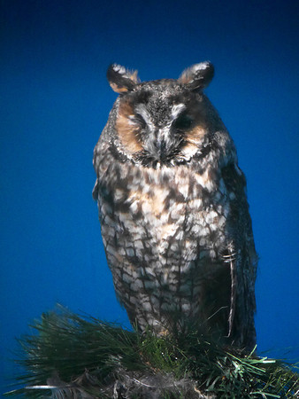 Eastern Screech-Owl, Raptor Trust
