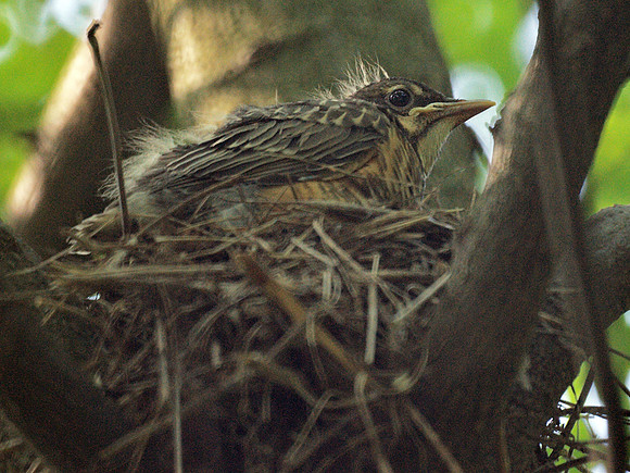 Robin's nest, Central Park