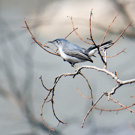 Blue-Gray Gnatcatcher, Central Park
