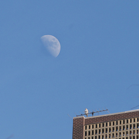 Bird and Moon