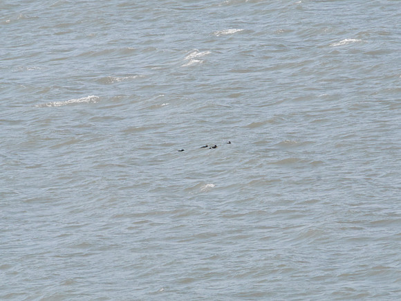 White-Winged Scoters, Inwood Hill Park