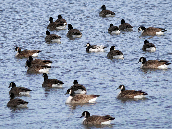 Barnacle Goose, Randall's Island