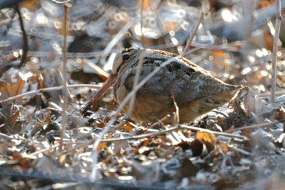 American Woodcock near the Humming Tombstone, Central Park