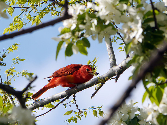 Summer Tanager, Central Park