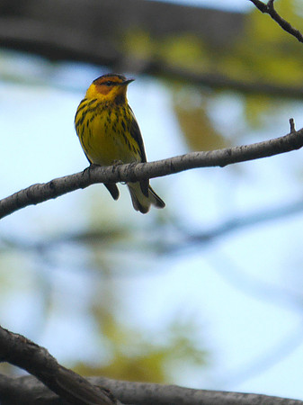 Cape May Warbler, Central Park