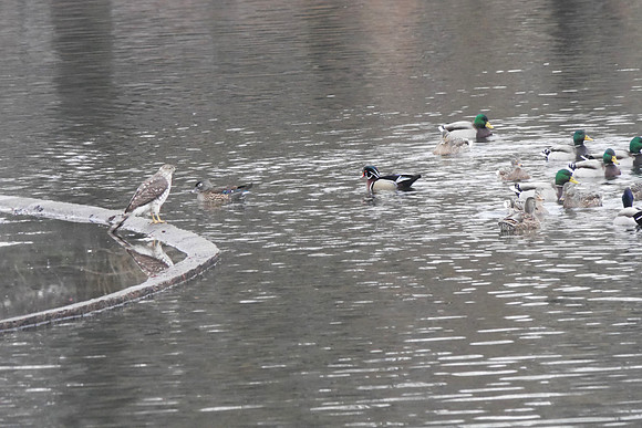 Juvenile Sharp-Shinned Hawk vs Ducks, Turtle Pond, Central Park