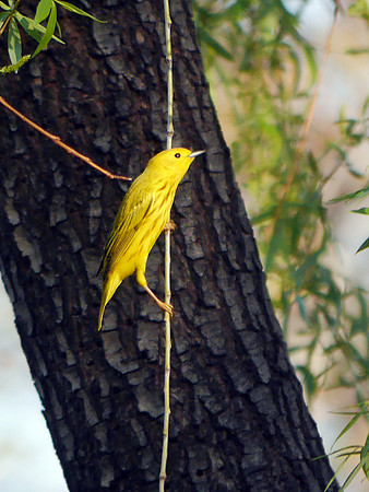 Yellow Warbler, Central Park