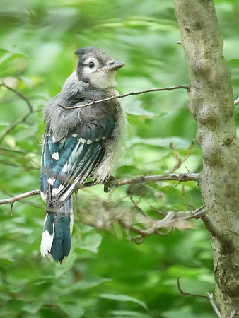Blue Jay fledgeling, Central Park