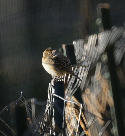 Dickcissel, Central Park