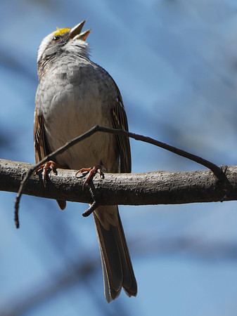 White-Throated Sparrow singing, Central Park