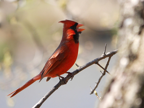 Cardinal singing, Central Park