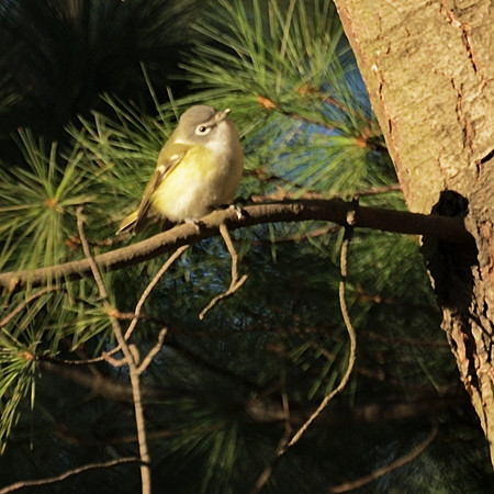 Blue-Headed Vireo, Central Park