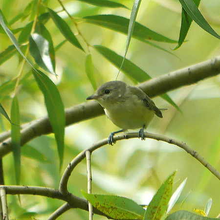 Warbling Vireo juvenile, Central Park