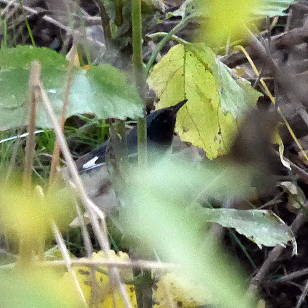 Black-Throated Blue Warbler, Randall's Island