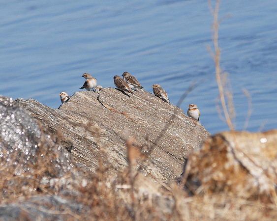 Snow Buntings, Randall's Island